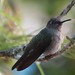 Sombre Hummingbird Jan 17 4023 IMG_0144