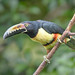 Collared Aracari (Pteroglossus torquatus)_DSC_1762