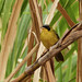 Masked Yellowthroat / Geothlypis aequinoctialis, Trinidad