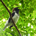 Bearded Bellbird / Procnias averano, Trinidad