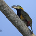 Golden-collared Toucanet male