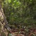 Collared Tree Lizard (Plica plica)