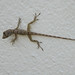 Tropical house gecko