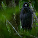 Great black hawk (Buteogallus urubitinga)