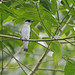 Black-crowned Tityra (male)