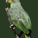 Yellow-crowned Parrot (Amazona ochrocephala)