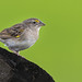 Ammodramus humeralis - Grassland Sparrow - Chingolo Pajonalero - Sabanero Rayado 03
