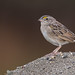 Ammodramus humeralis - Grassland Sparrow - Chingolo Pajonalero - Sabanero Rayado 02