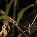 Blunt-headed Treesnake (Imantodes cenchoa)