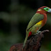 Spot-billed toucanet - female