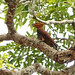 Carpintero Martillo, Chestnut Woodpecker (Celeus elegans)