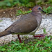 WHITE-TIPPED DOVE