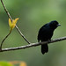 Ruby-Crowned Tanager Peering Right
