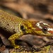 Bridled Forest Gecko (Gonatodes humeralis)