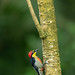 Yellow-Fronted Woodpecker Climbing Tree Trunk