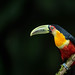 Green-Billed Toucan On Angle