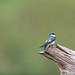 White-Winged Swallow Resting On Log