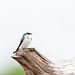 White-Winged Swallow High-Key