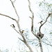 Chestnut-Eared Aracaris In Far Trees