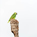 Blue-Fronted Amazon On Tree Trunk