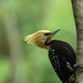 Blond-Crested Woodpecker Dark Portrait