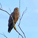 Águila Sabanera, Savanna Hawk (Buteogallus meridionalis)