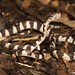 Blunt-headed Tree Snake (Imantodes cenchoa)
