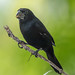 Variable Seedeater (male) (only 4" long)
