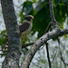 Laughing Falcon Herpetotheres cachinnans - Macagua rieur  3446_DxO