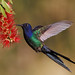Swallow-tailed Hummingbird (Eupetomena macroura)-