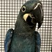 Lear's Macaw