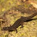 Amazon Pygmy Gecko (Pseudogonatodes guianensis)