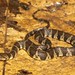 Brown-banded Water Snake (Helicops angulatus)