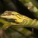 Turnip-tailed Gecko (Thecadactylus rapicauda)