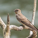 Southern Rough-winged Swallow 503_9164.jpg