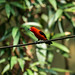 Brazilian tanager