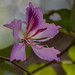 Bauhinia variegata / Arbre à fleurs d'orchidée / Mountain Ebony