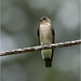 Southern Rough-winged Swallow - Stelgidopteryx ruficollis