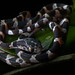 Juvenile Blunt-headed tree snake (Imantodes cenchoa)