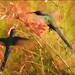 Beija-flor -  Hummingbird