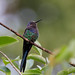 Swallow-tailed hummingbird (Eupetomena macroura)