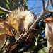 Anu-branco - Guira Cuckoo