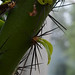 Pereskia grandifolia - Large-leaved Cactus
