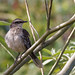 Chalk-browed mockingbird (Mimus saturninus)