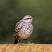 Chalk-browed mockingbird (Mimus saturninus)