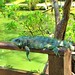 Iguana | Mangal das Garças