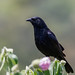 Chopi blackbird (Gnorimopsar chopi)