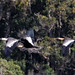 Buff-necked ibis (Theristicus caudatus)