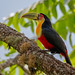 Red-breasted Toucan. Tucan de vientre rojo. Ramphastos dicolorus.