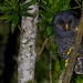 Black-banded Owl (Strix Huhula)